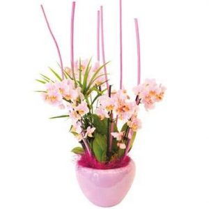 Coupe de minis Orchidées Sweety