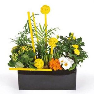 Coupe de plante Le Jardin d'Abel