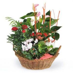 Coupe de plantes La Corbeille Fleurie