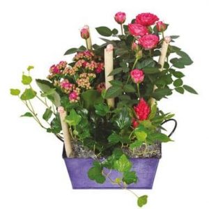 Coupe de plantes Le Jardin d'Italie