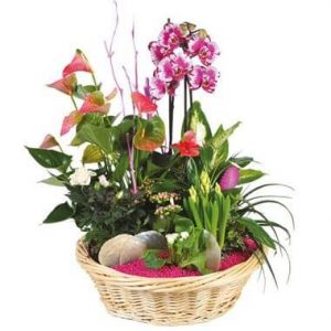 Coupe de plantes Le Palais des Fleurs
