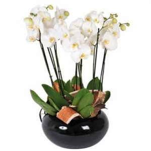 Coupe d'Orchidées blanches Dolly