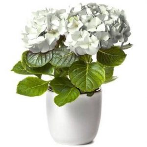 Hortensia Blanc