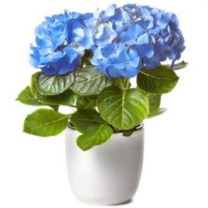 Hortensia Bleu