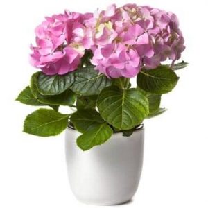 Hortensia Rose