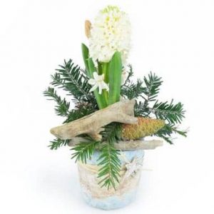 Jacinthe blanche en pot