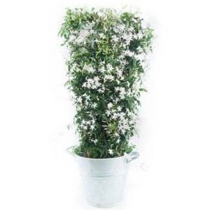 Jasmin en Fleur blanc