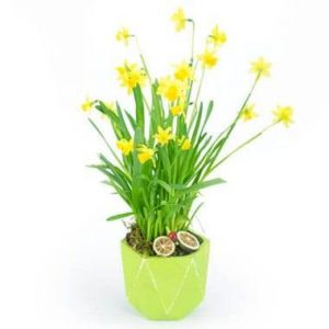 Jonquilles en Pot
