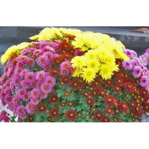 Mélange de Chrysanthèmes
