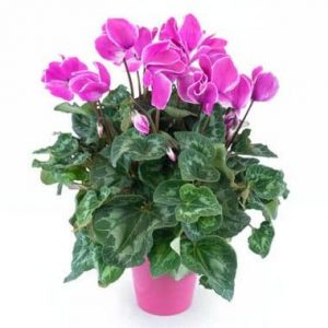 Plante d'extérieur Cyclamen rose