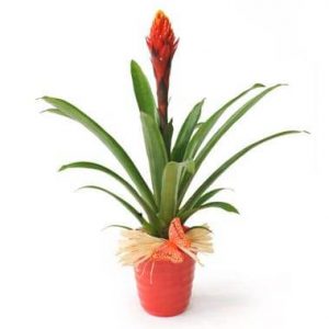 Plante exotique Akira le Billbergia