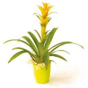 Plante Nana le Guzmania jaune