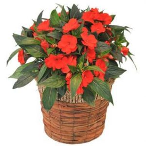 Plante rouge Impatience