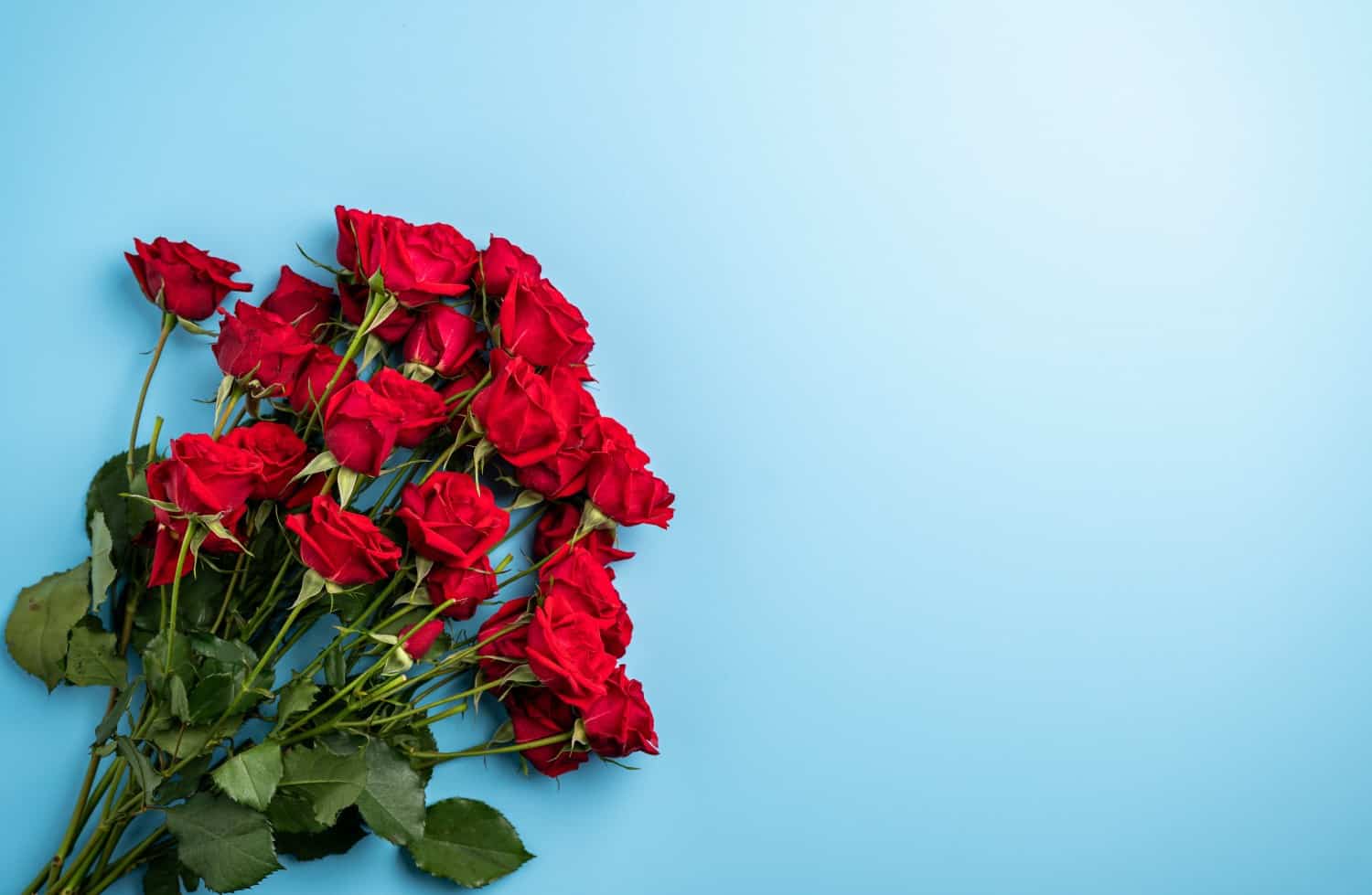 Gfleur Rose Rouges Signification Une rose rouge peut avoir de nombreuses significations, mais les plus ...